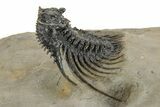 Spiny Leonaspis Trilobite - Large, Spectacular Specimen #244251-3